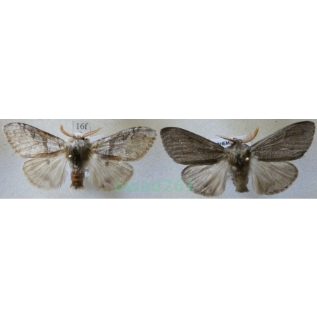 Calliteara pudibunda (Linnaeus, 1758) 2xmale Szczotecznica szarawka Czech16f